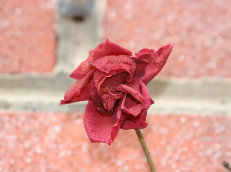rose secche
