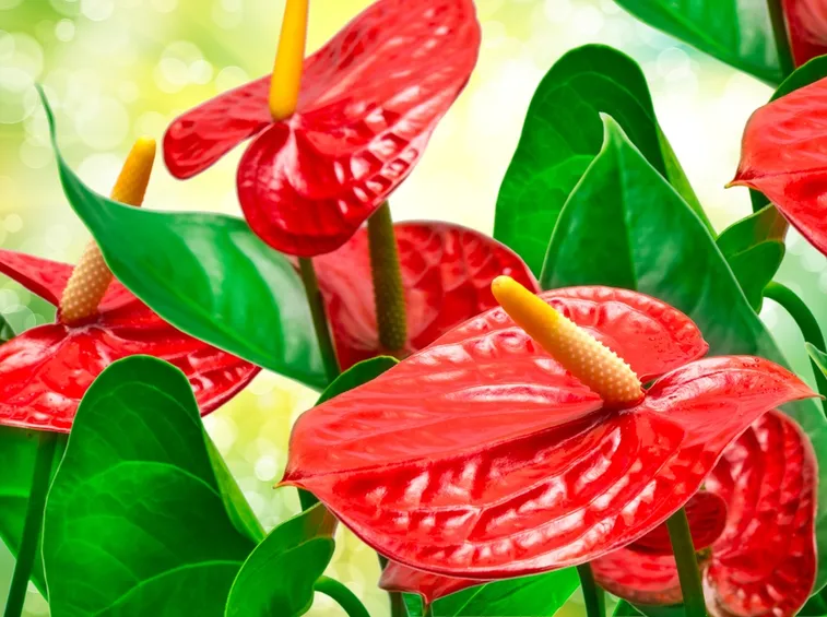 anthurium