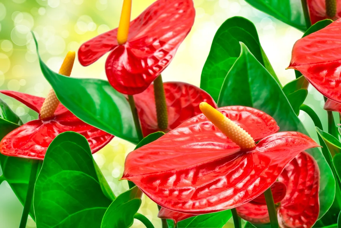 anthurium