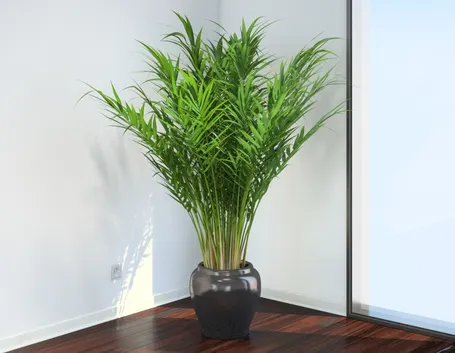 areca