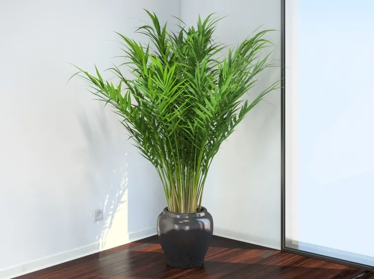 areca