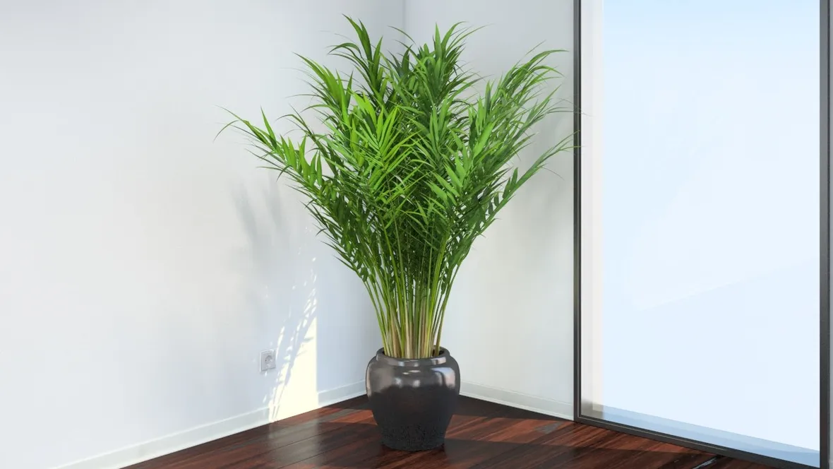 areca