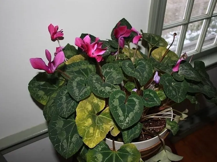 ciclamini foglie gialle