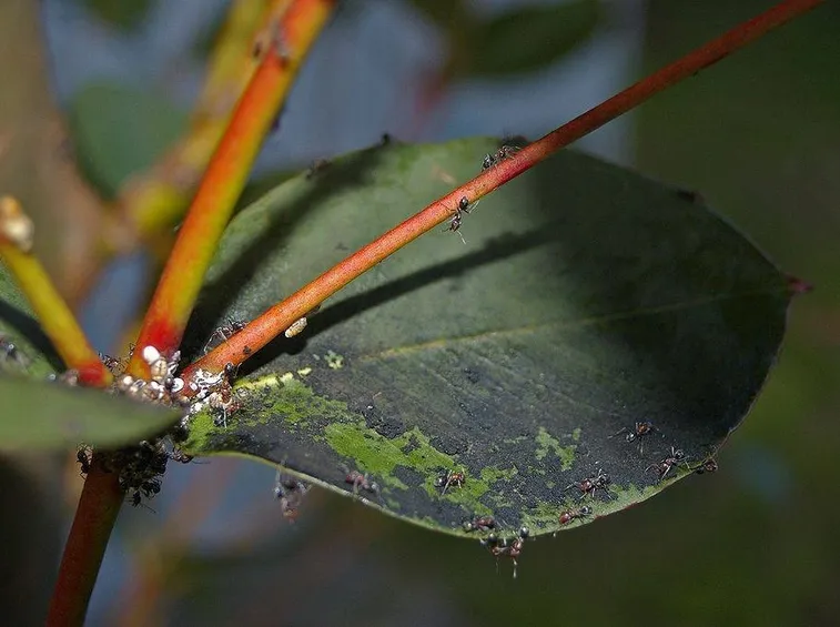 Un attacco di cocciniglie