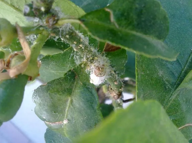 Cocciniglie su una pianta