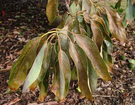 pianta che ha preso freddo