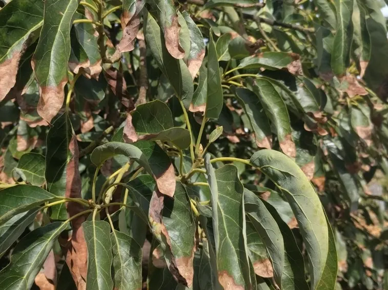 pianta che ha sofferto la sete rimedio