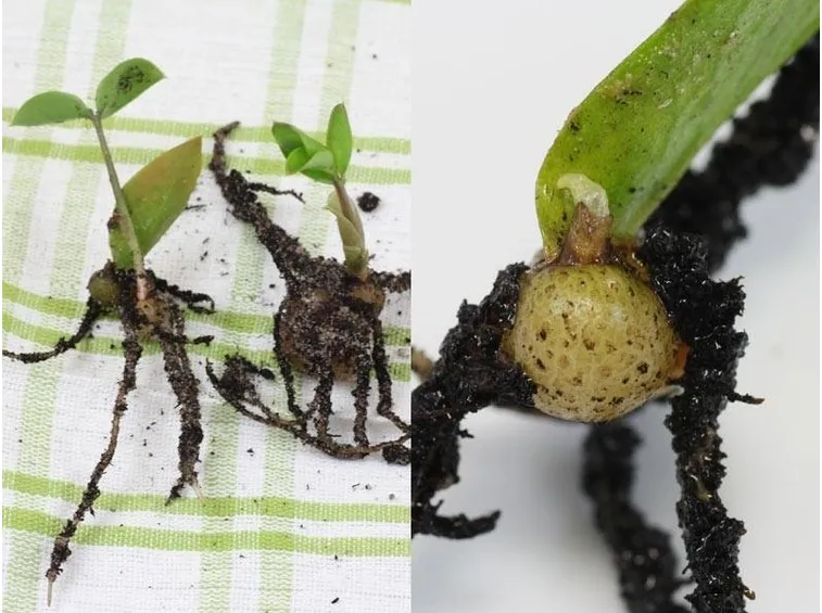 zamioculcas radici