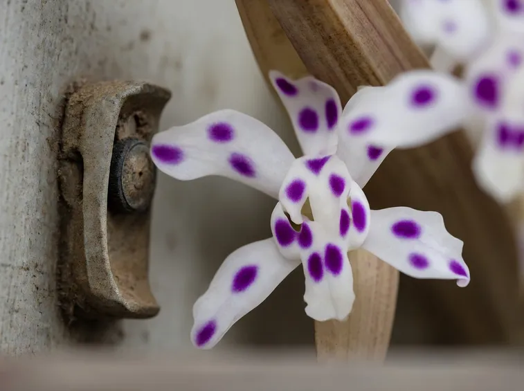 Cambria bianca e viola