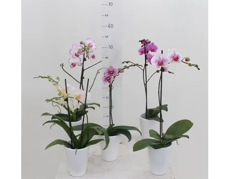 Piante di orchidee