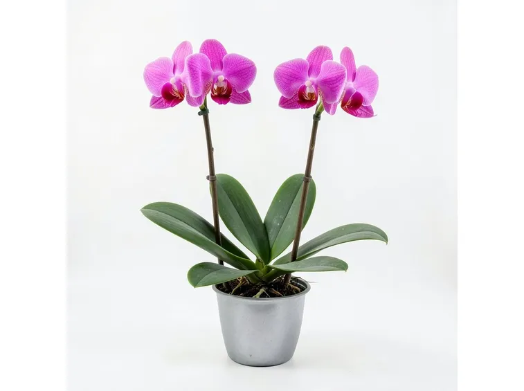 orchidea Phalaenopsis