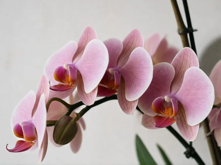 fiori di orchidea