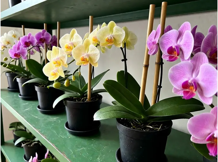 coltivare orchidee