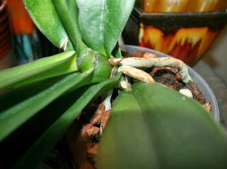Riprodurre le orchidee