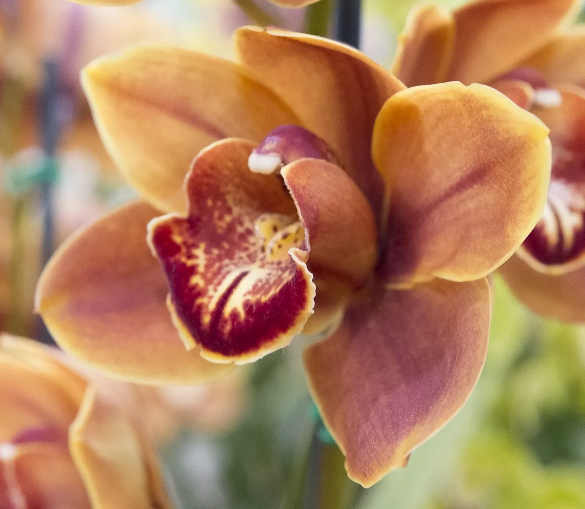 Orchidea Catteya durante la fioritura