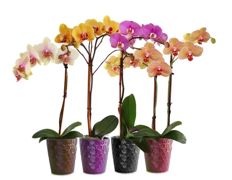 Varietà di Orchidea Phalaenopsis
