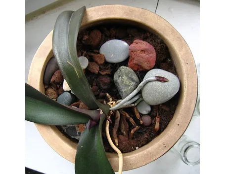 fiori orchidea
