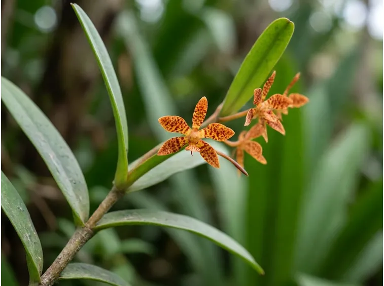 fiori orchidea