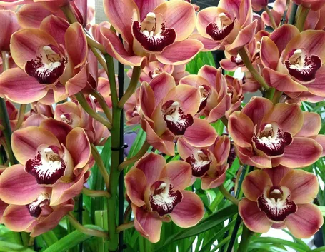 Cymbidium fioritura