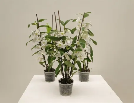 Struttura Dendrobium nobile.
