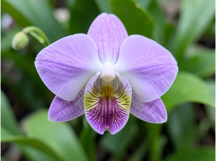 fiori Dendrobium