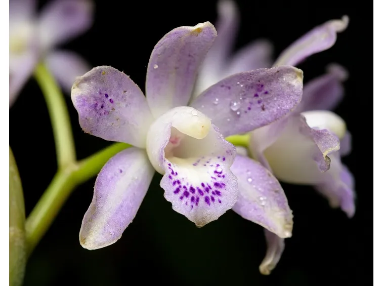 concimare dendrobium