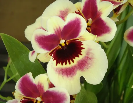 Miltoniopsis