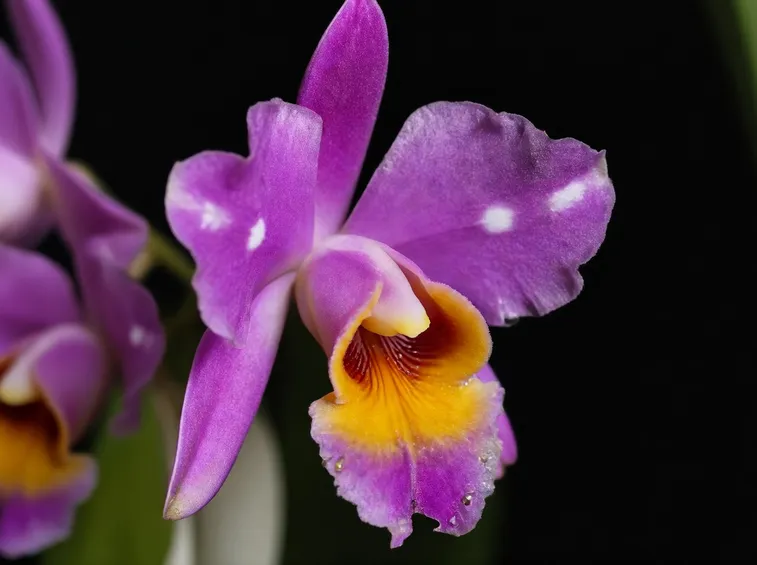 Miltoniopsis