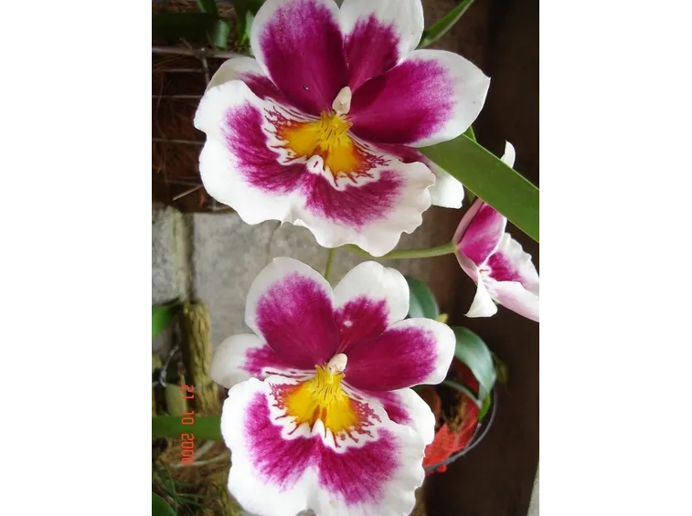 coltivazione miltoniopsis