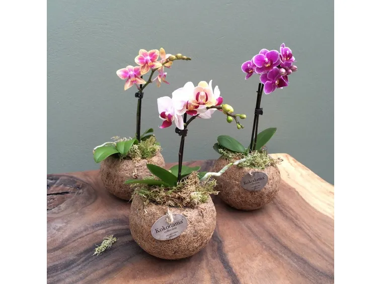 mini orchidea