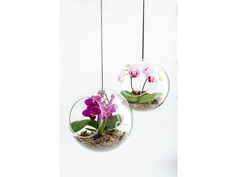 mini orchidea