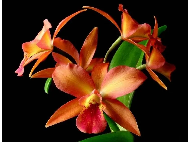 Fiore d'orchidea cattleya
