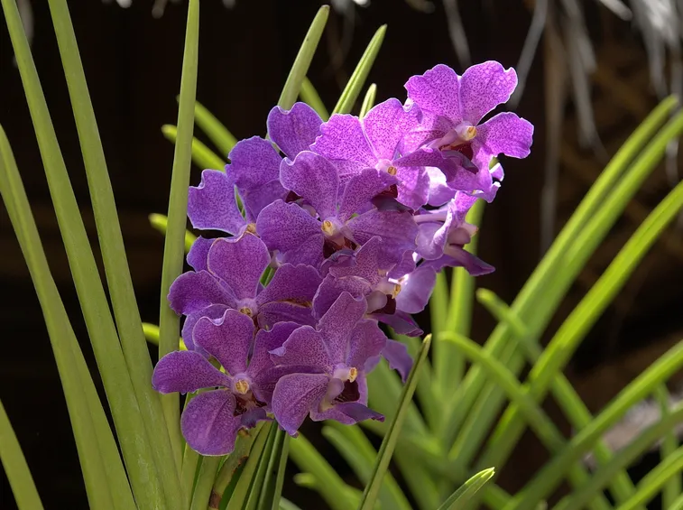 Orchidea cattleya in vaso