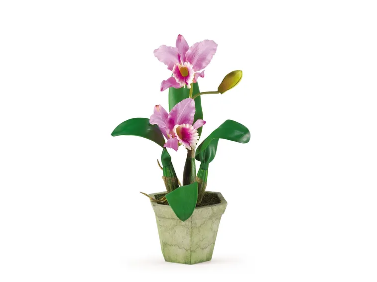 Orchidea cattleya rossa