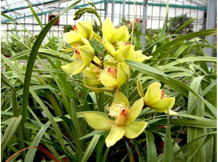 Orchidea Cymbridium di colore giallo