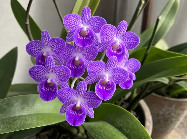 Orchidea Vanda fioritura
