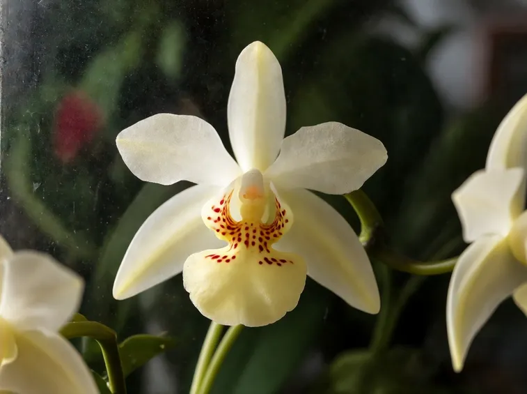 malattie orchidea