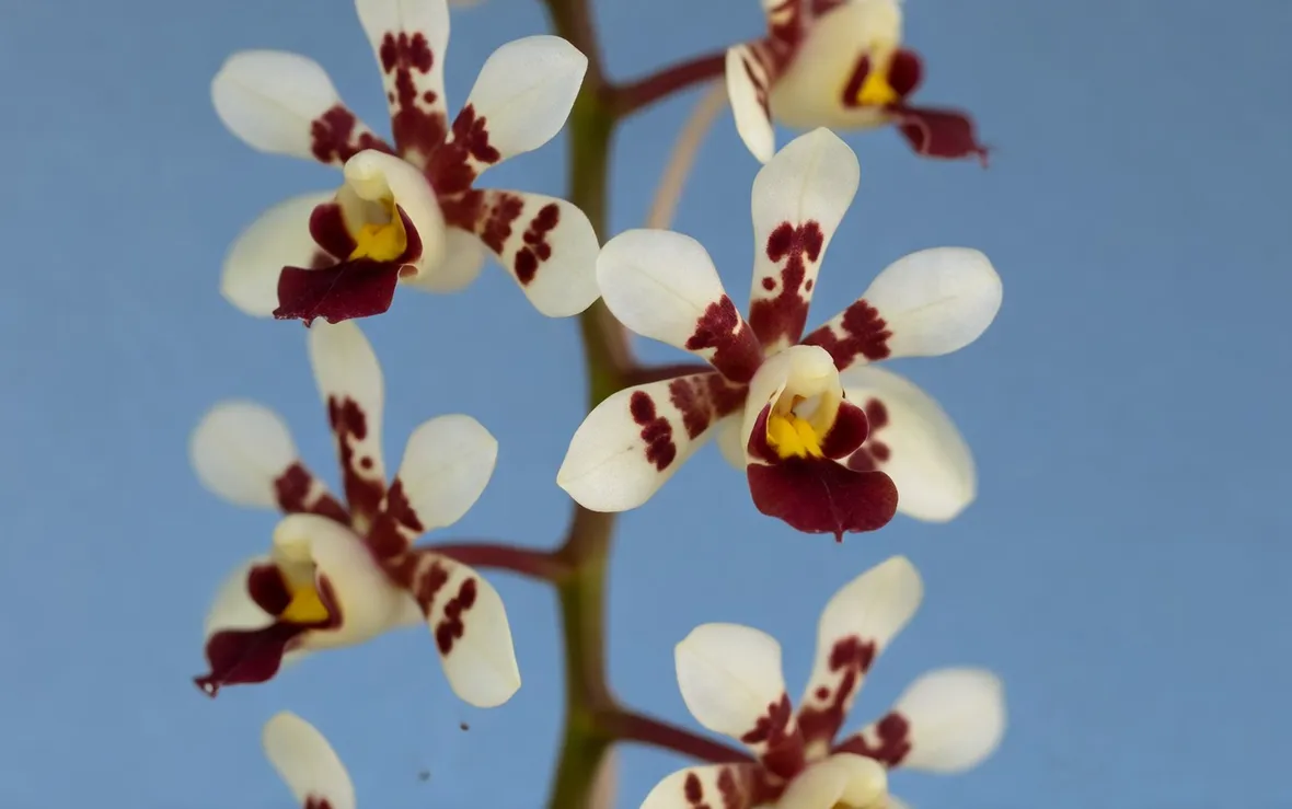 fiore orchidea cambria