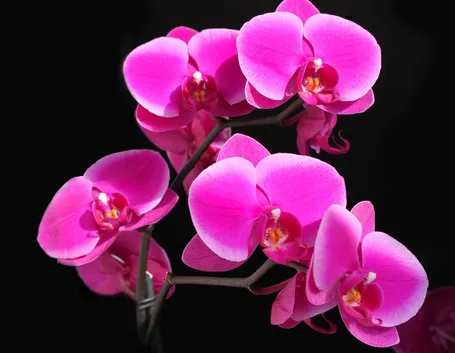 Fiore di orchidea.