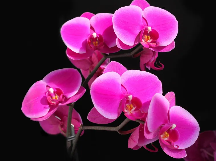 Fiore di orchidea.