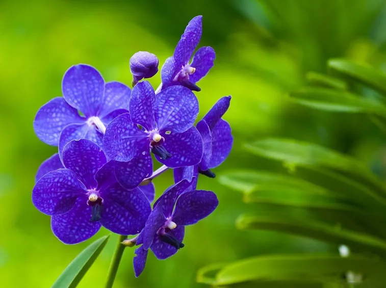 Varietà di orchidea.