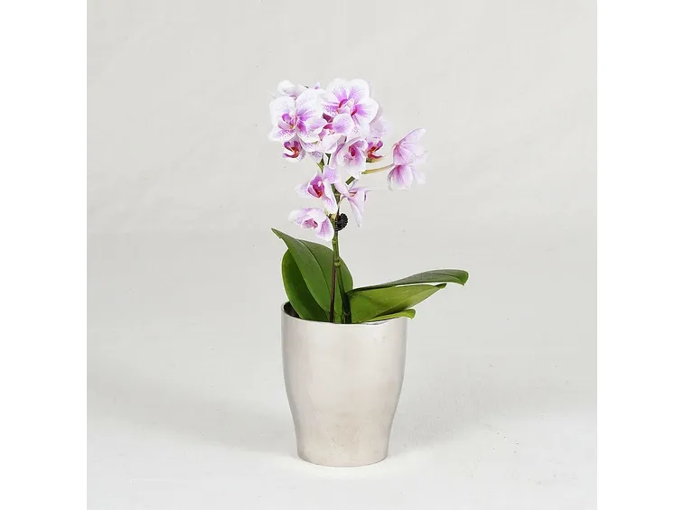 orchid