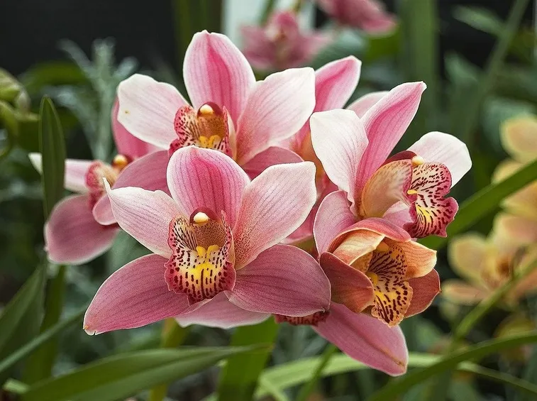 Orchidee Cymbidium