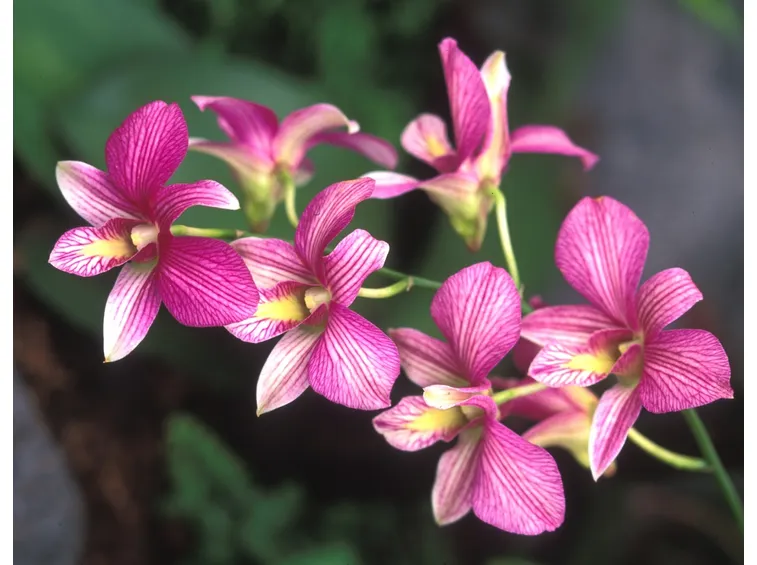 fiore orchidea Dendrobium