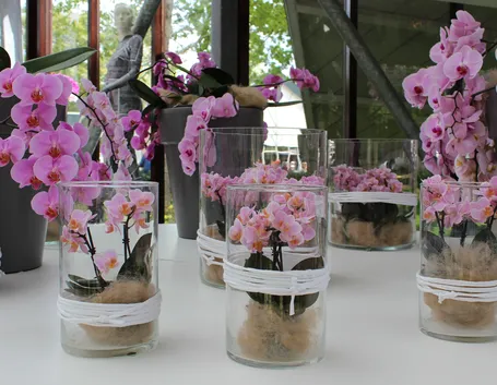 fiori orchidea