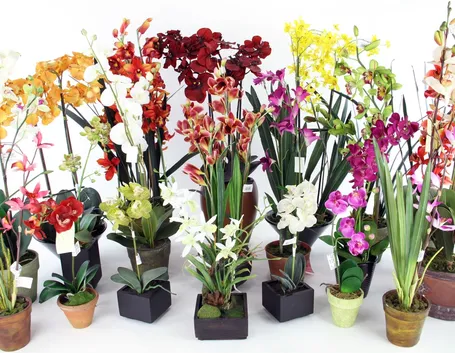 Orchidea in vaso