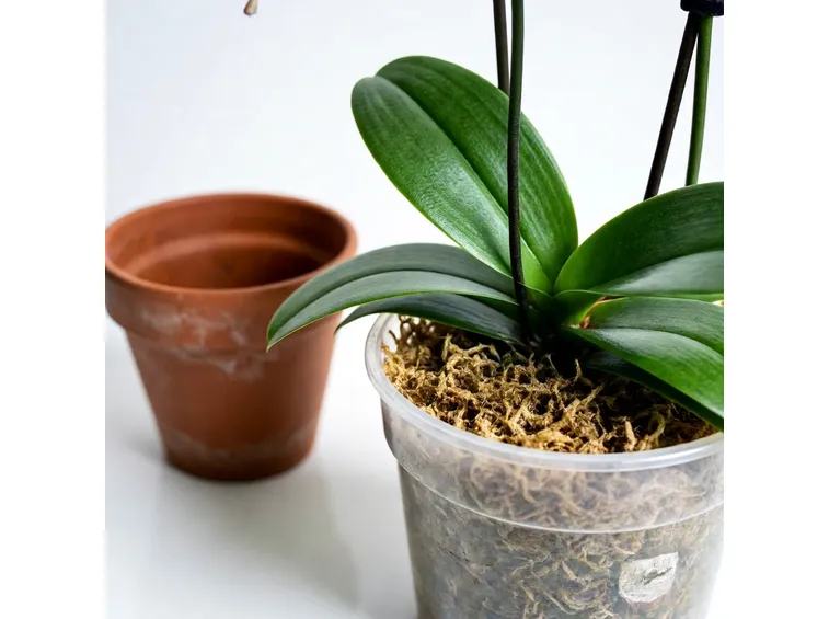orchidea in vaso