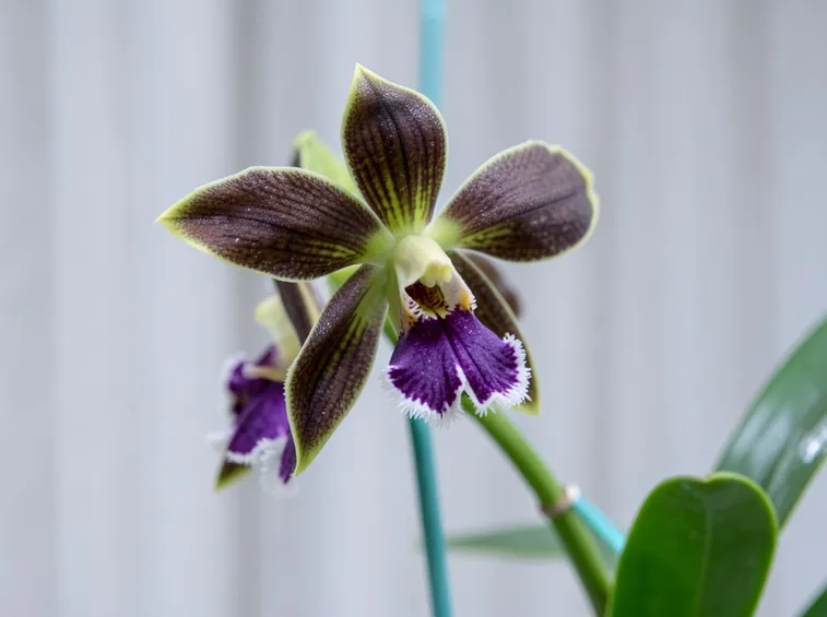 fiori orchidea oncidium 