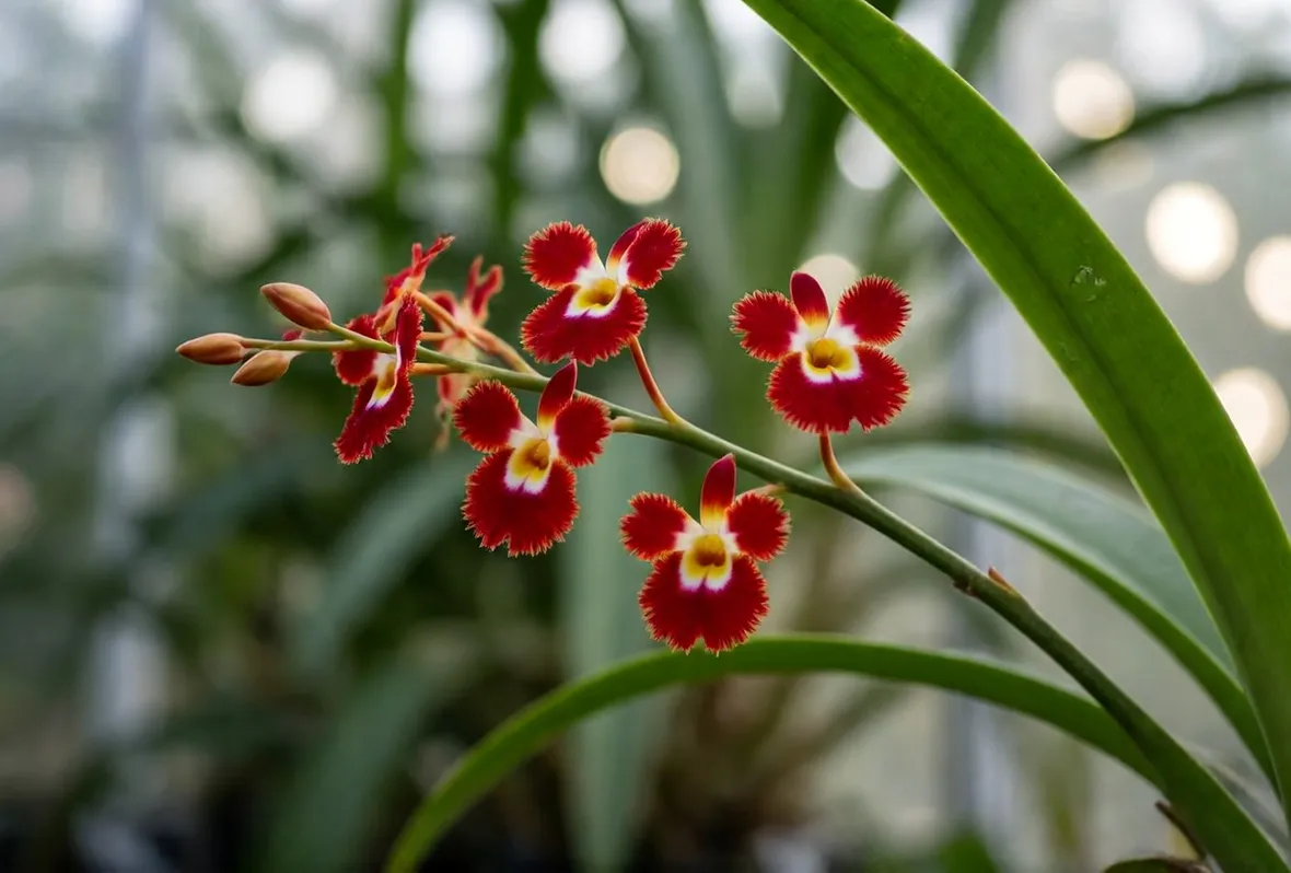fiori orchidea oncidium 