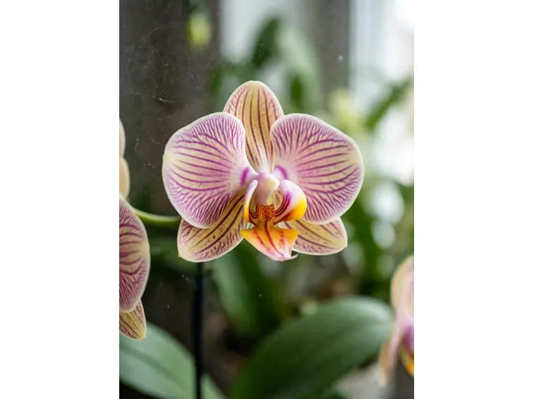 orchidea Phalaenopsi